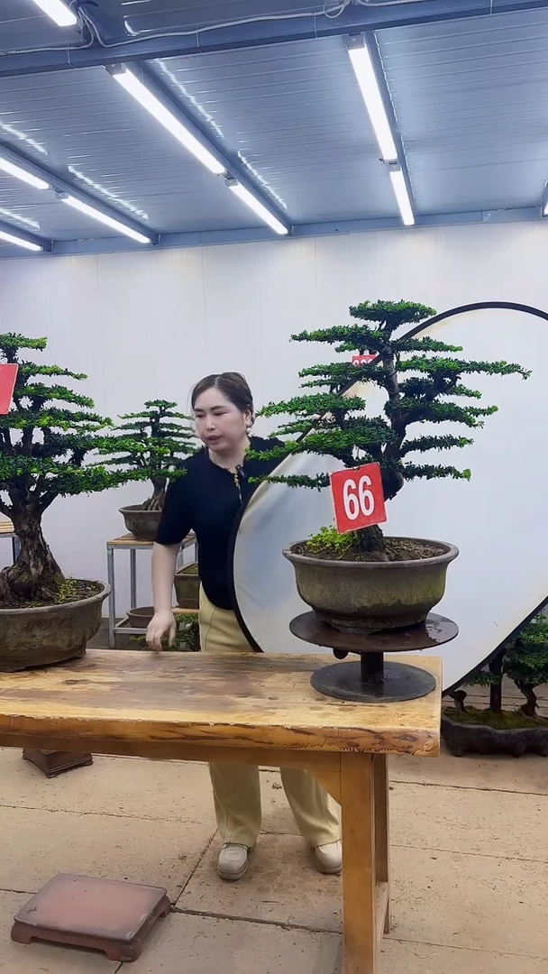 无花朵谢****友一物一拍 含盆带土