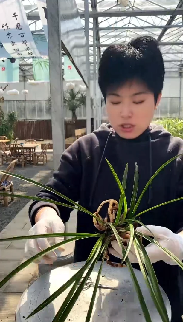 【闪购商品】西神，风清