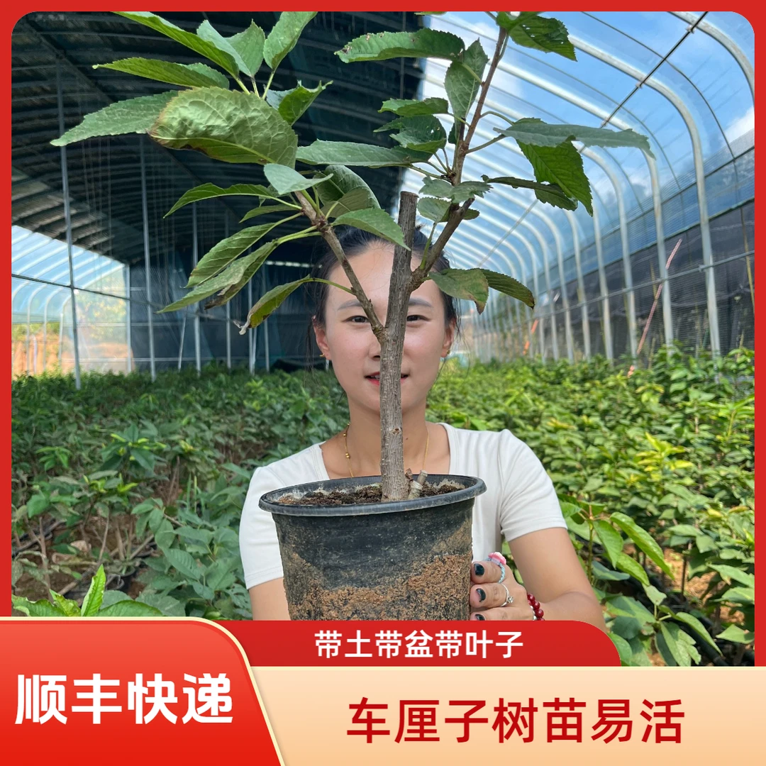 车厘子树苗盆栽带土带盆带叶易活优质大樱桃树苗栽种果树苗