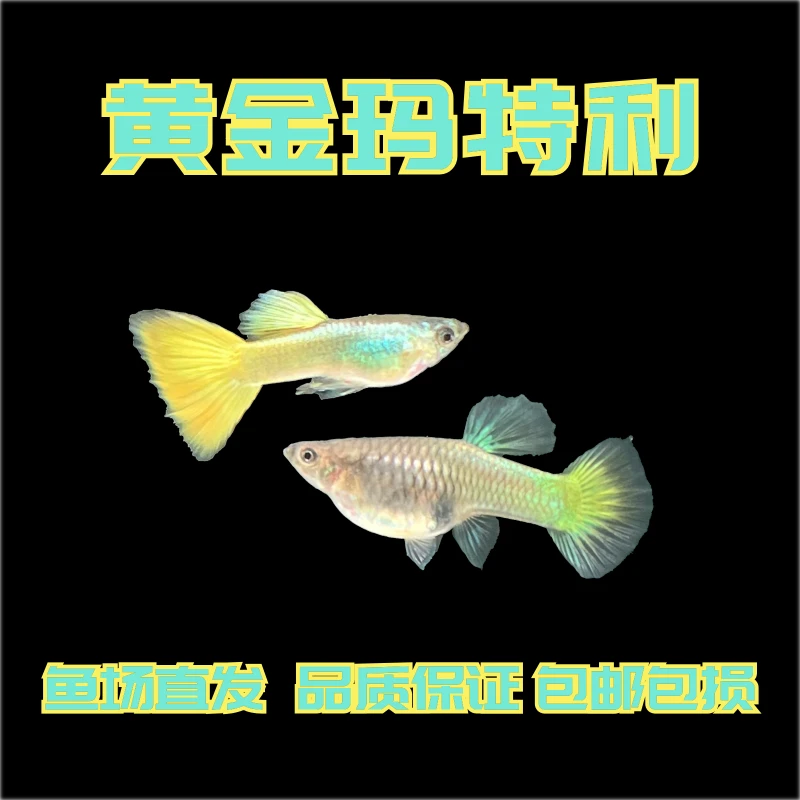 黄金玛特利孔雀鱼2.5-4cm压成（无开箱视频不包损，入缸不赔付）