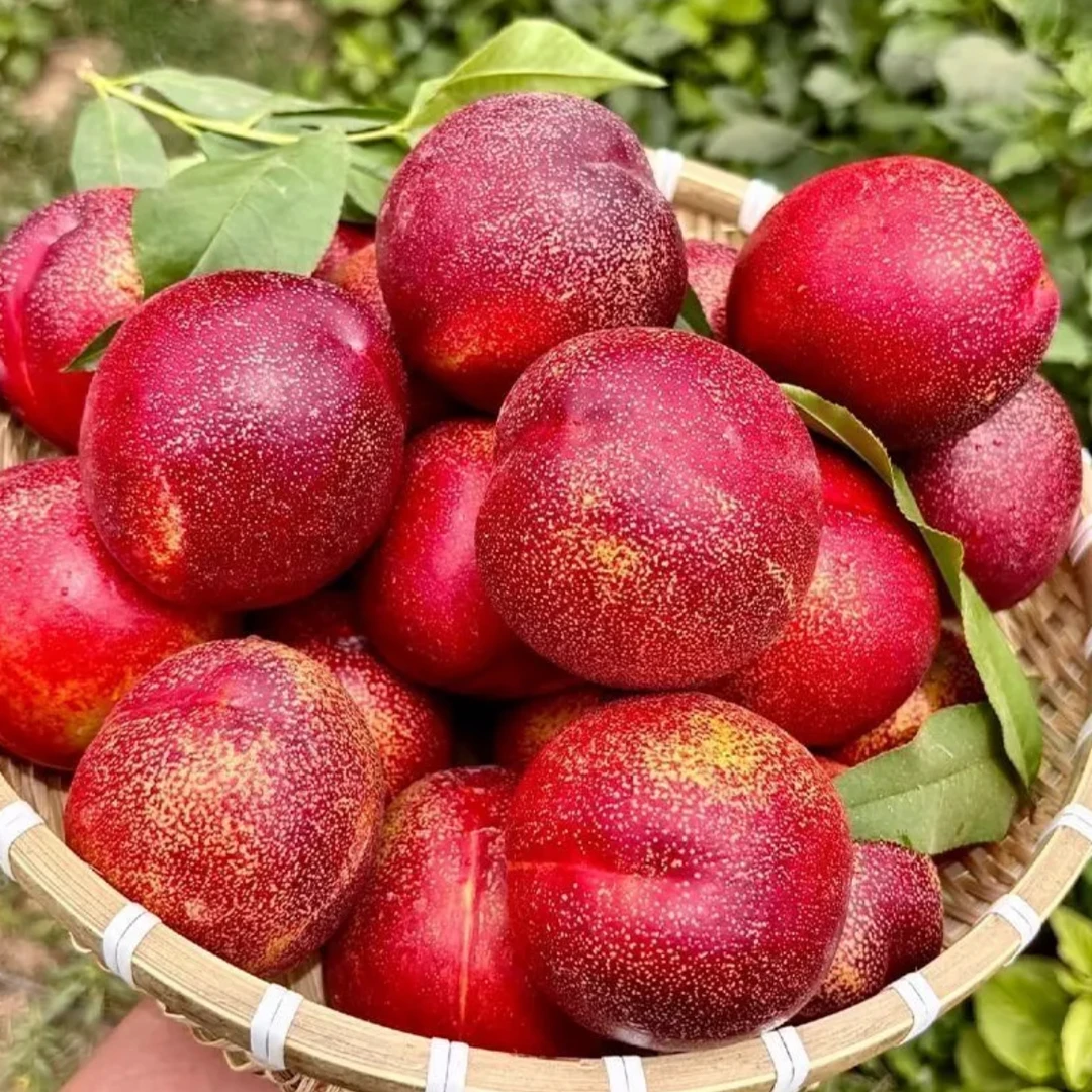 湖北头茬麻点小油桃原产地现采现发新鲜采摘现发脆嫩香甜