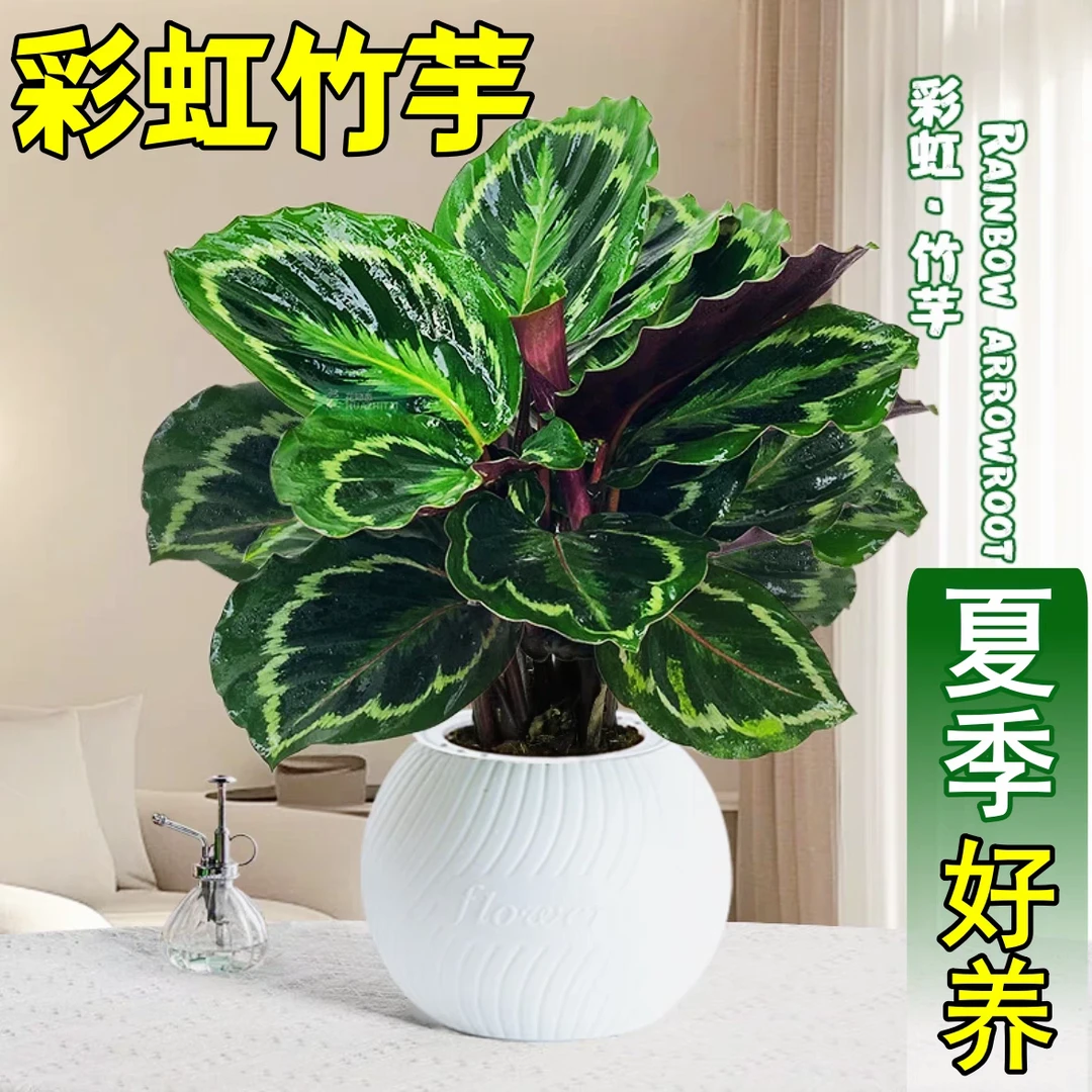 小彩虹竹芋，室内绿植