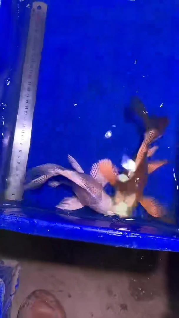 蝴蝶鲤鱼蝴蝶鲤直播选鱼专用链接 凭开箱视频售后