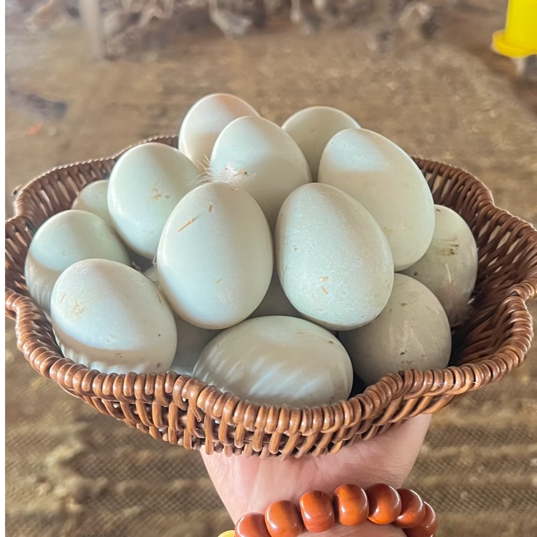 【30枚土鸭蛋】山东农家散养绿壳麻鸭土鸭蛋营养现捡现发