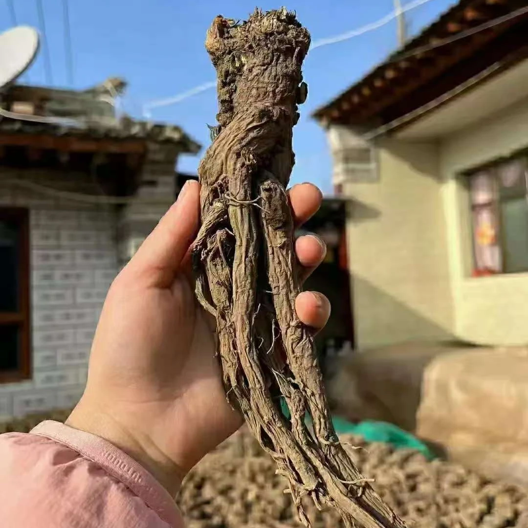 岷县大山家种当归