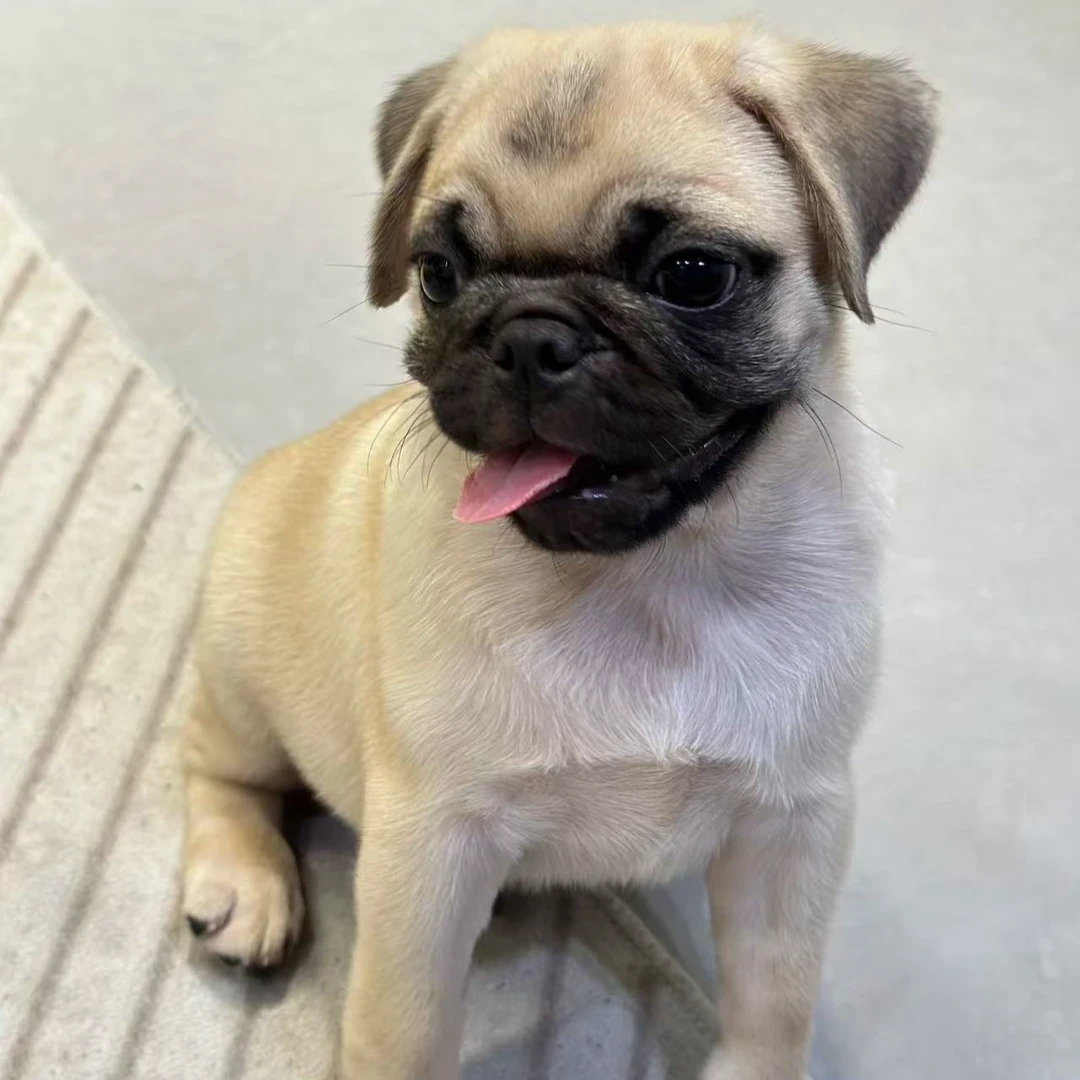 （煜达宠物）纯种短腿巴哥犬