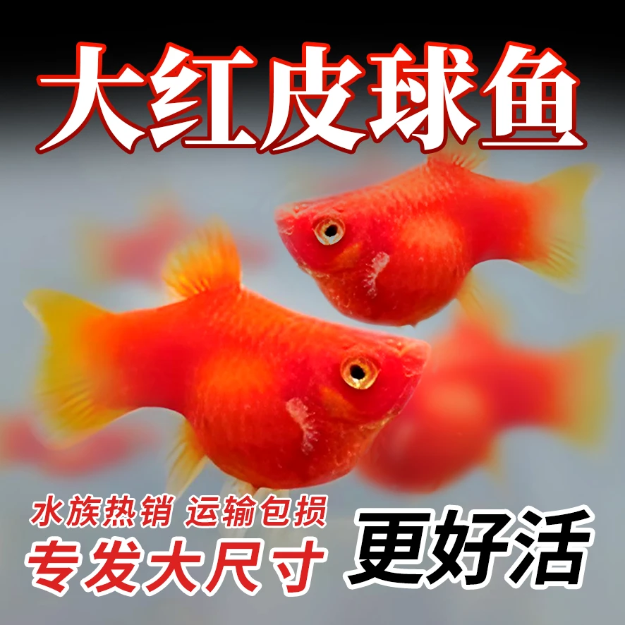 【包损包活】纯种红太阳球红皮球小型观赏鱼玛丽球活体精品活体鱼
