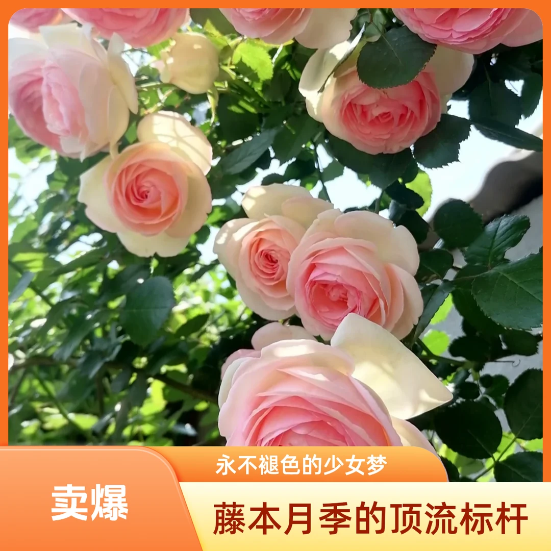 黑哥的花园粉色龙沙宝石粉红渐变花瓣月季爬藤爆花庭院拱门首选​