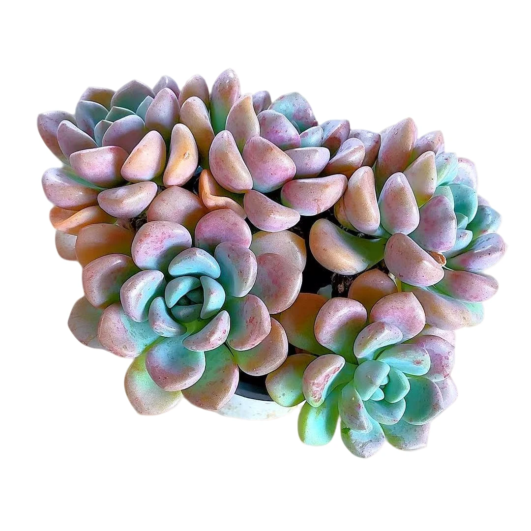 【花斑鹿】【满9.9包邮】星花怒放二哥多肉植物栽种养护黄色四季