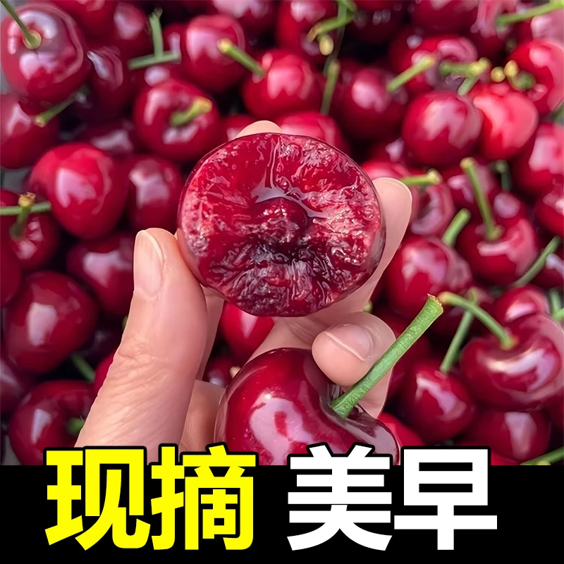 【顺丰京东空运】山东烟台大樱桃脆甜多汁现摘现发带箱2斤装原产地