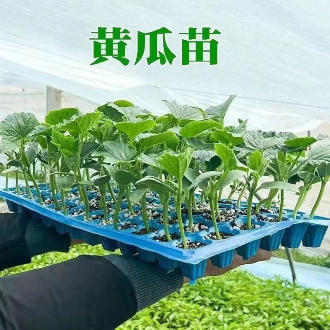 高产黄瓜苗水果黄瓜苗阳台盆栽秧苗旱密刺四季苗大小地爬带土发货