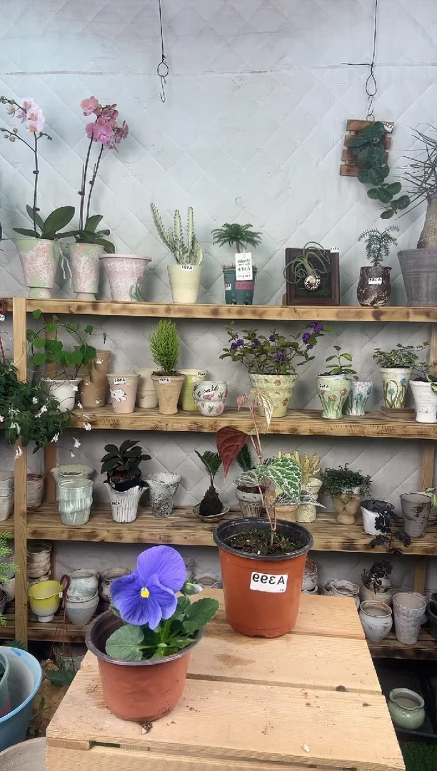 无花朵399瑰丽胡椒育苗盆