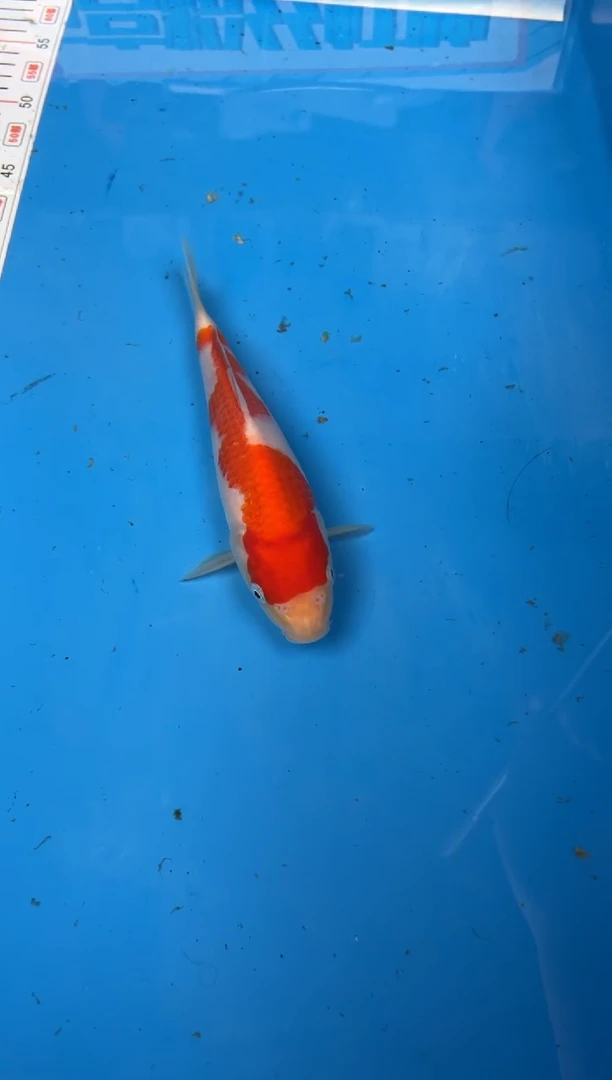 锦鲤忧***挞4号锦鲤红白鱼 闪购