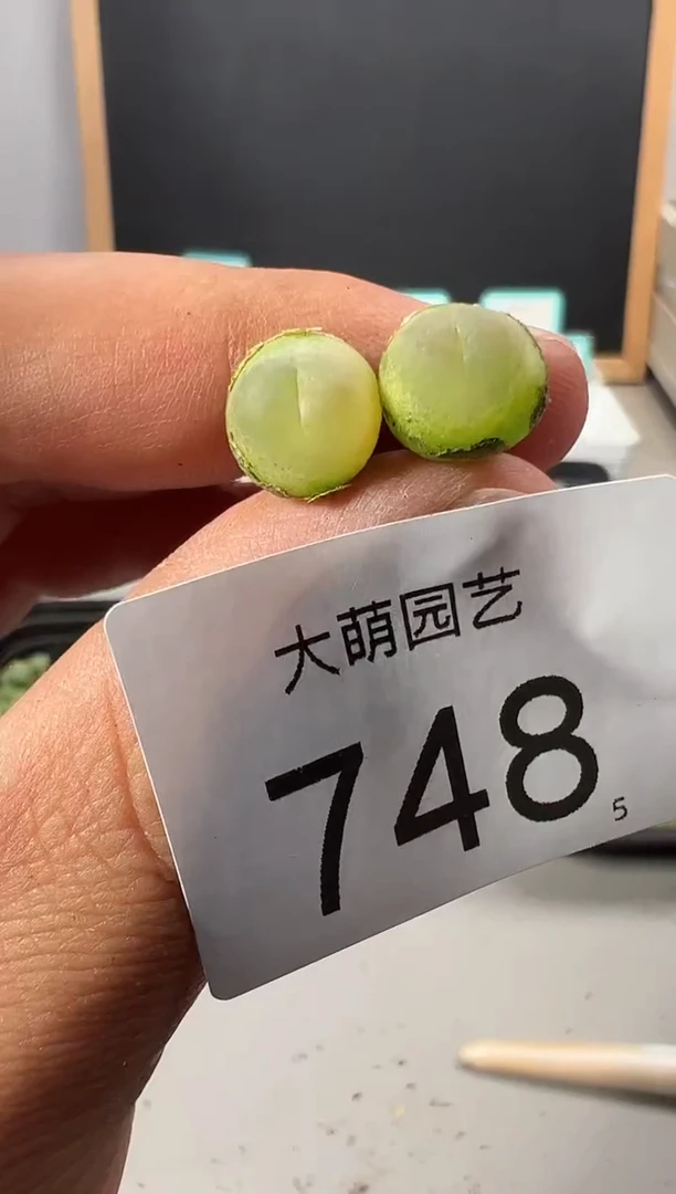 【闪购商品】+++++748