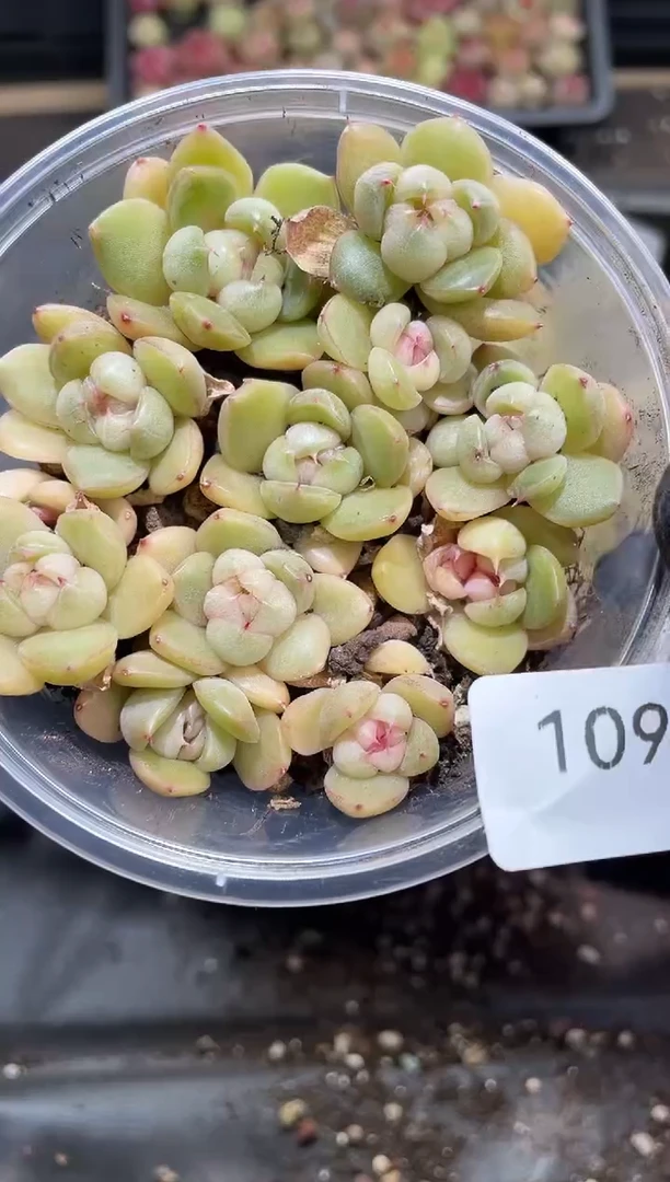 109皮埃拉     量拍