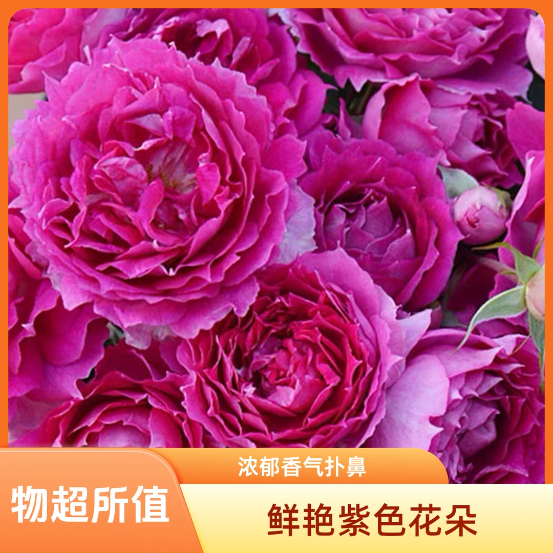 【顺丰包邮】天方夜谭棒棒糖树桩月季四季发货开花大花浓香阳台