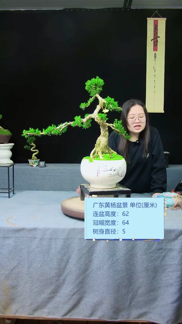 【闪购商品】黄杨盆景黄杨盆景