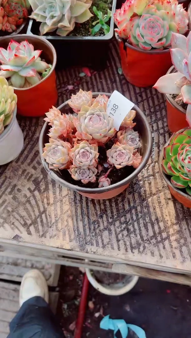 我****^跃跃精品多肉21138