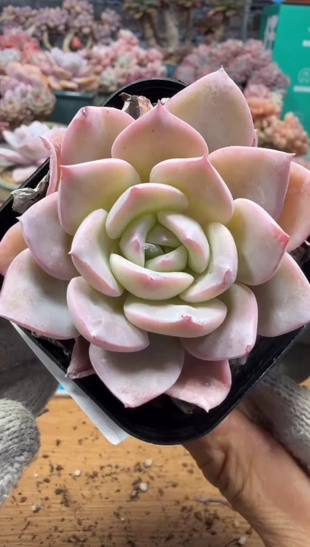 东云多肉园三店-205