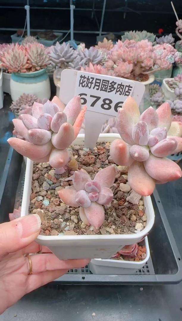 【闪购商品】6786星空美人