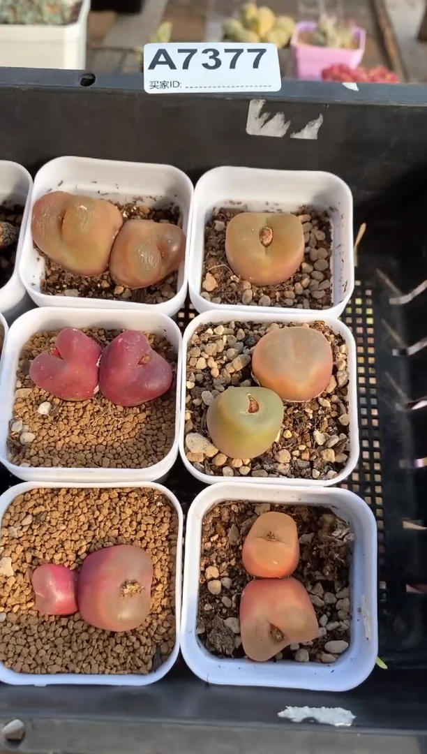 【闪购商品】7377直播间一物一拍