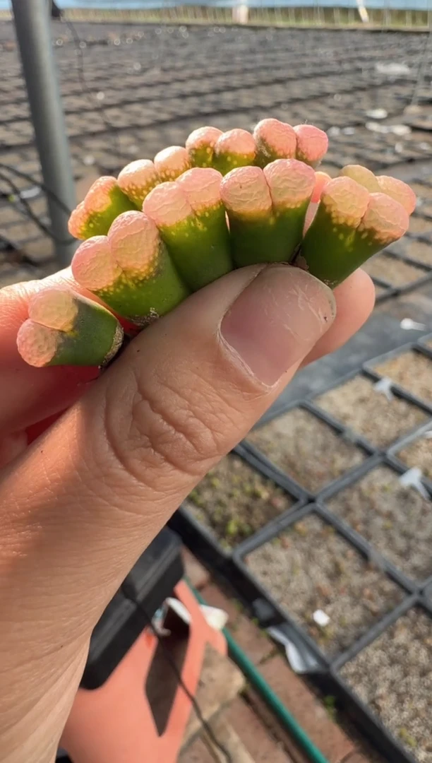 91多肉植物肉锥粉泡泡风铃一颗