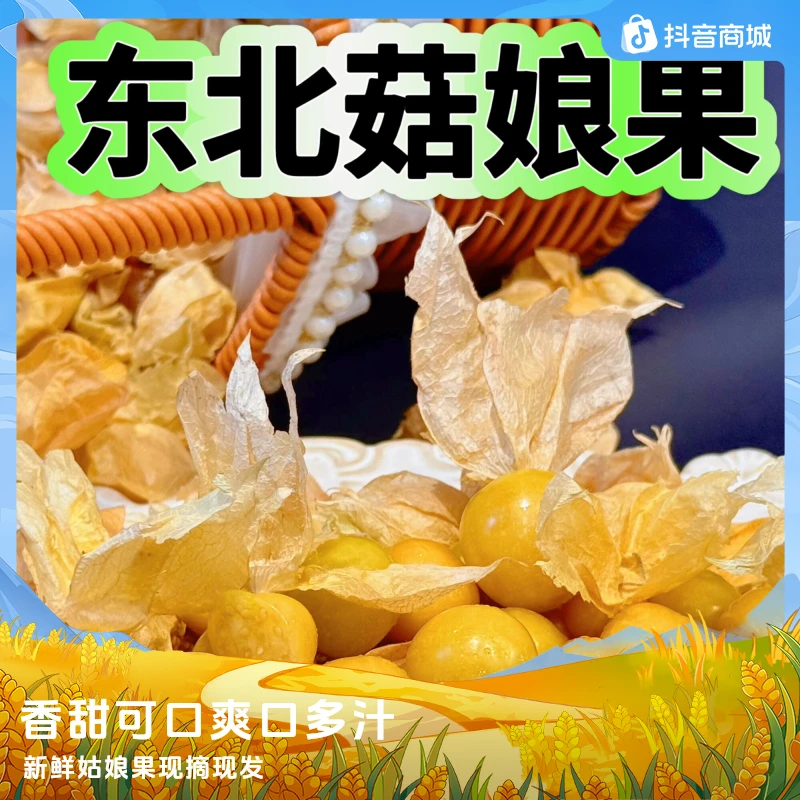 东北特产姑娘果灯笼果新鲜露天采摘香甜可口应季黑龙江菇娘果