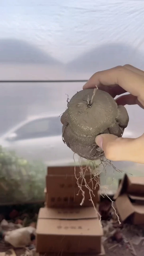 龟甲龙【带根】5-7cm