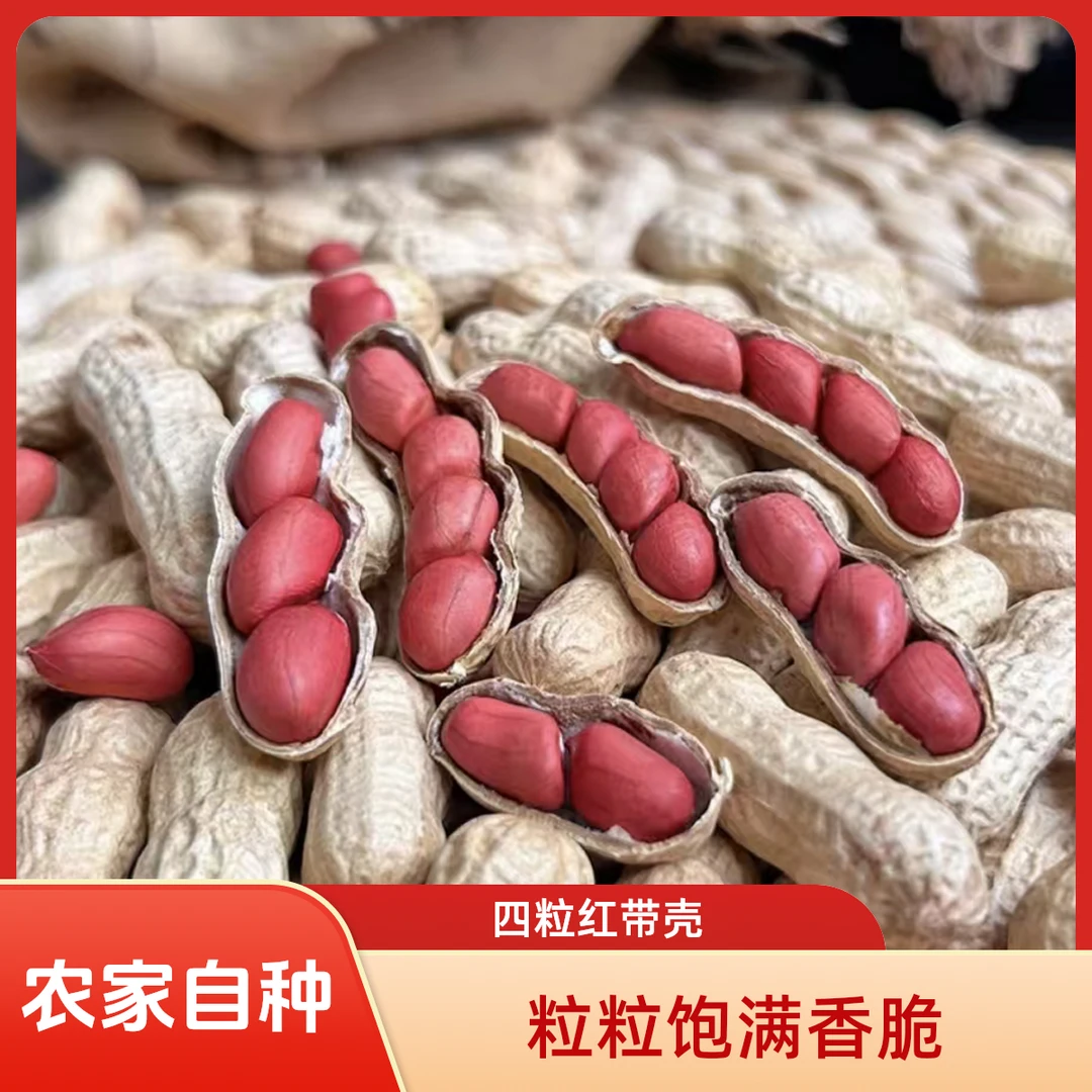 头茬优质品带壳红皮四粒红花生农家自种花生米干货生花生