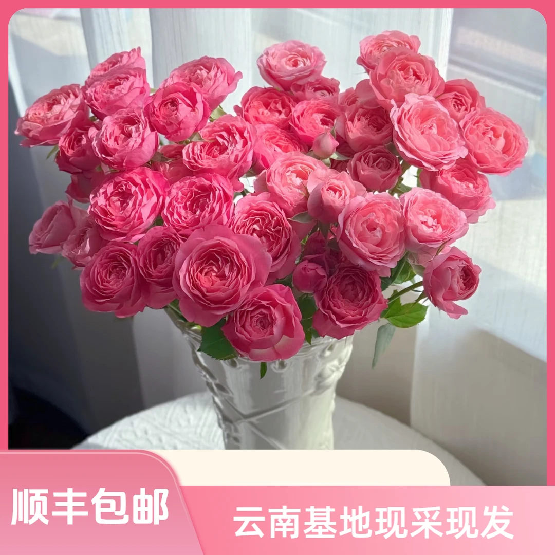 【花喜甄选】胭脂公主多头玫瑰鲜花水养云南基地现摘顺丰包邮
