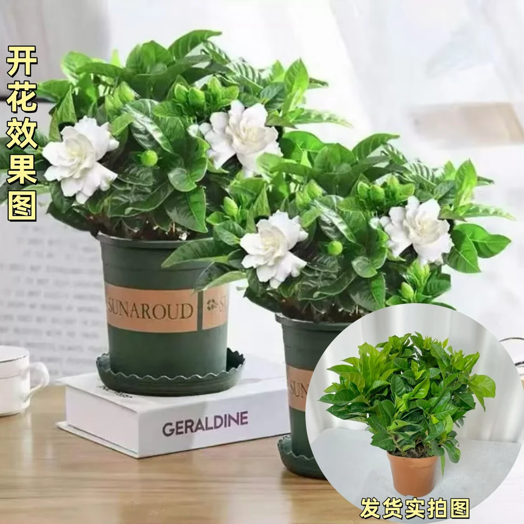 大叶栀子花盆栽绿植浓香型开花芳香幼苗花卉办公室阳台庭院绿植