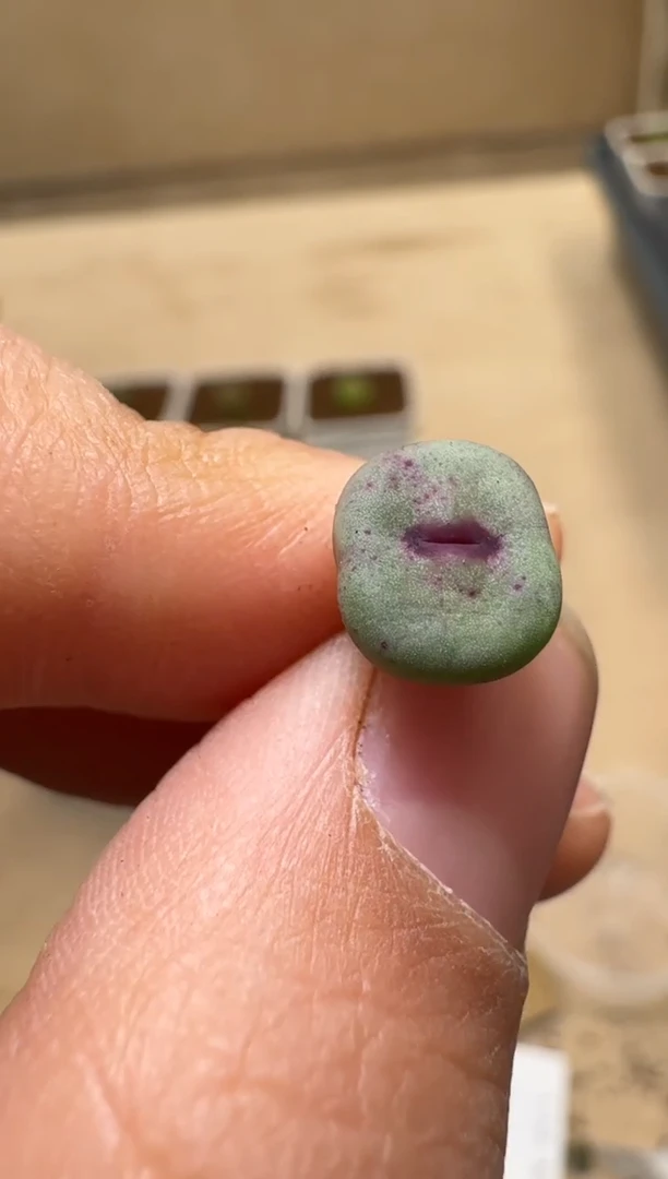 【闪购商品】1/21-118