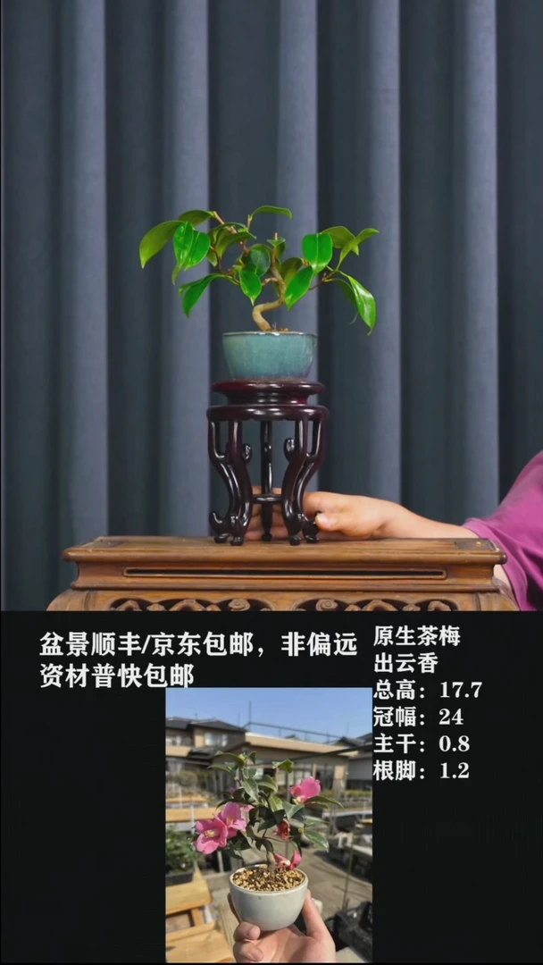 无花朵清****随茶梅-239