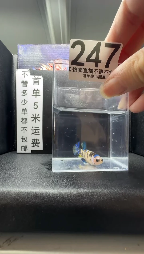 斗鱼母鱼编号：247