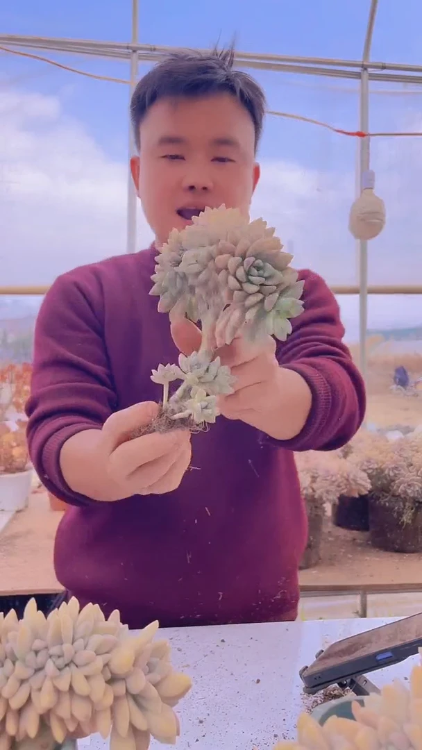 【闪购商品】缀化297