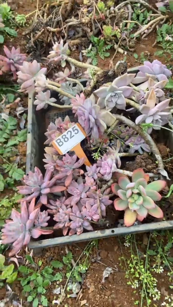 【闪购商品】B825清风花木兰多肉组合