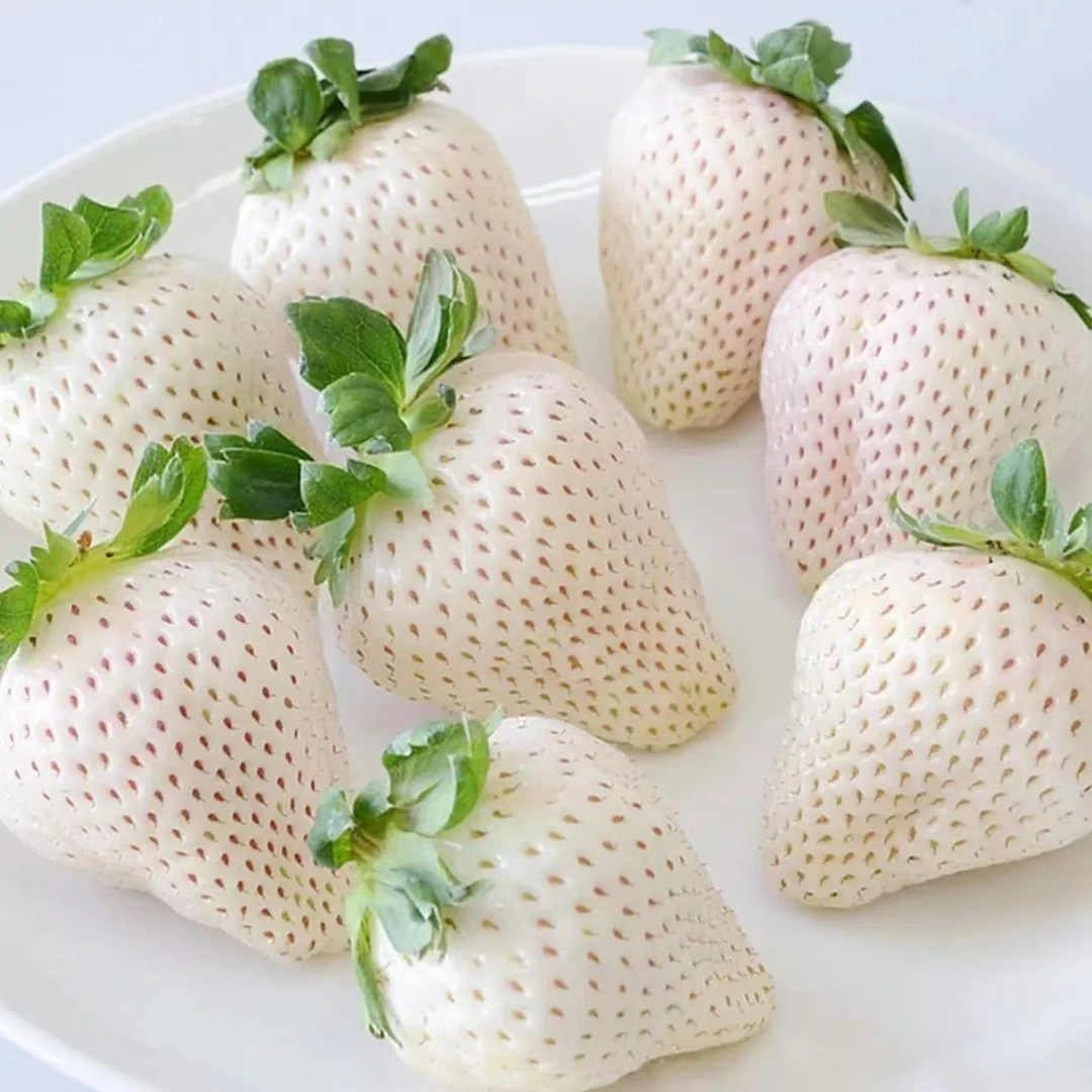 （带盆带土+白草莓）黑珍珠粉玉建德白露草莓苗盆栽庭院阳台四季