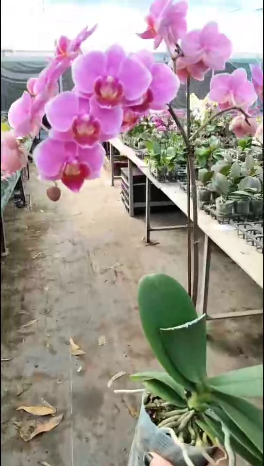 完全开放玲玲福利价