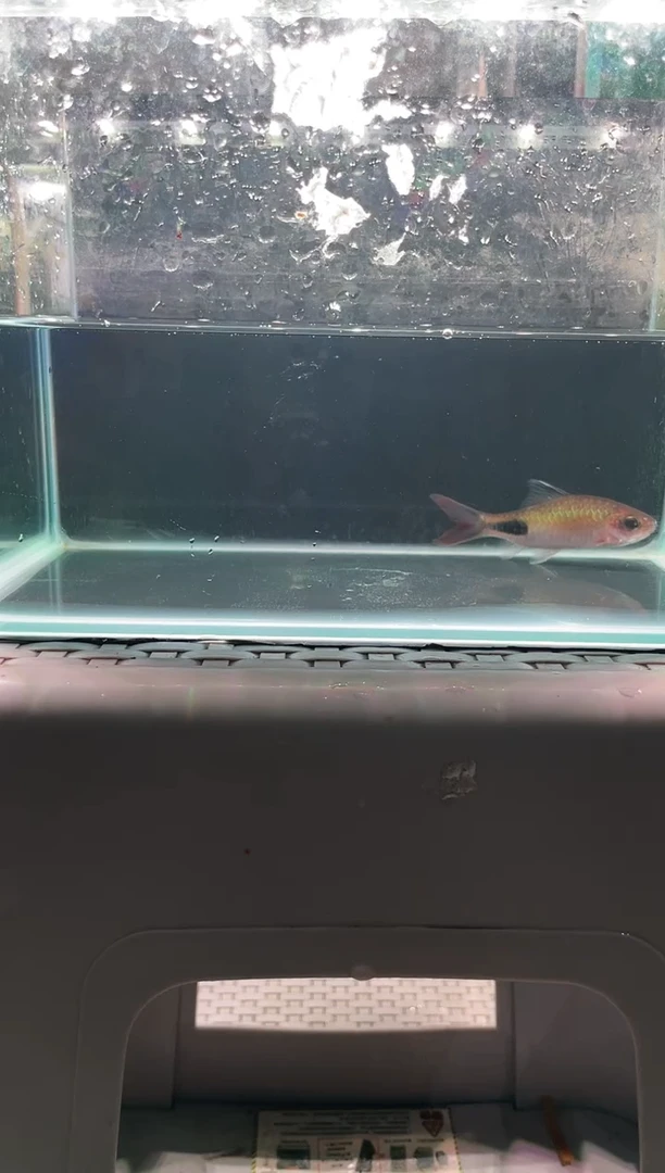 海水鱼道金斯鲃0元起拍，价高者得，包邮包活