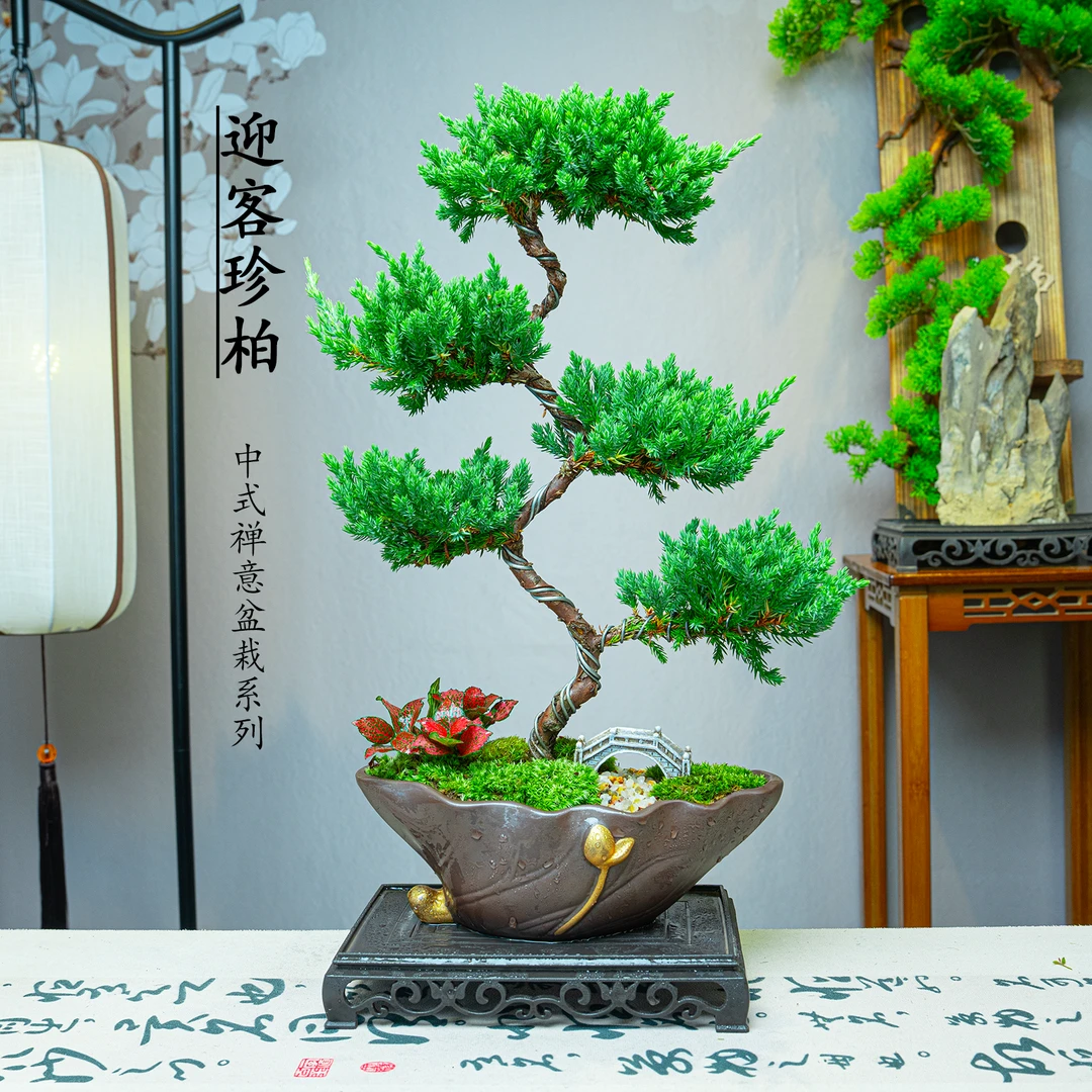 【五层老桩迎客珍柏】高档盆景适合室内客厅桌面摆放好养绿植