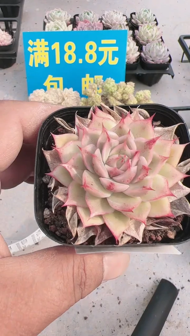 东云二店------83