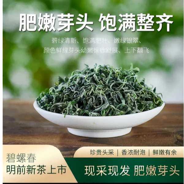 2025新茶高山云雾绿茶春茶明前浓香型日照绿茶碧螺春茶叶