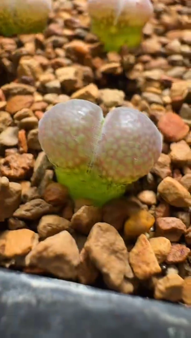 肉石头（25-31）989 c10