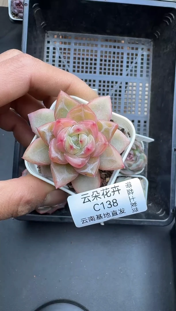 草****y草莓多肉多肉138