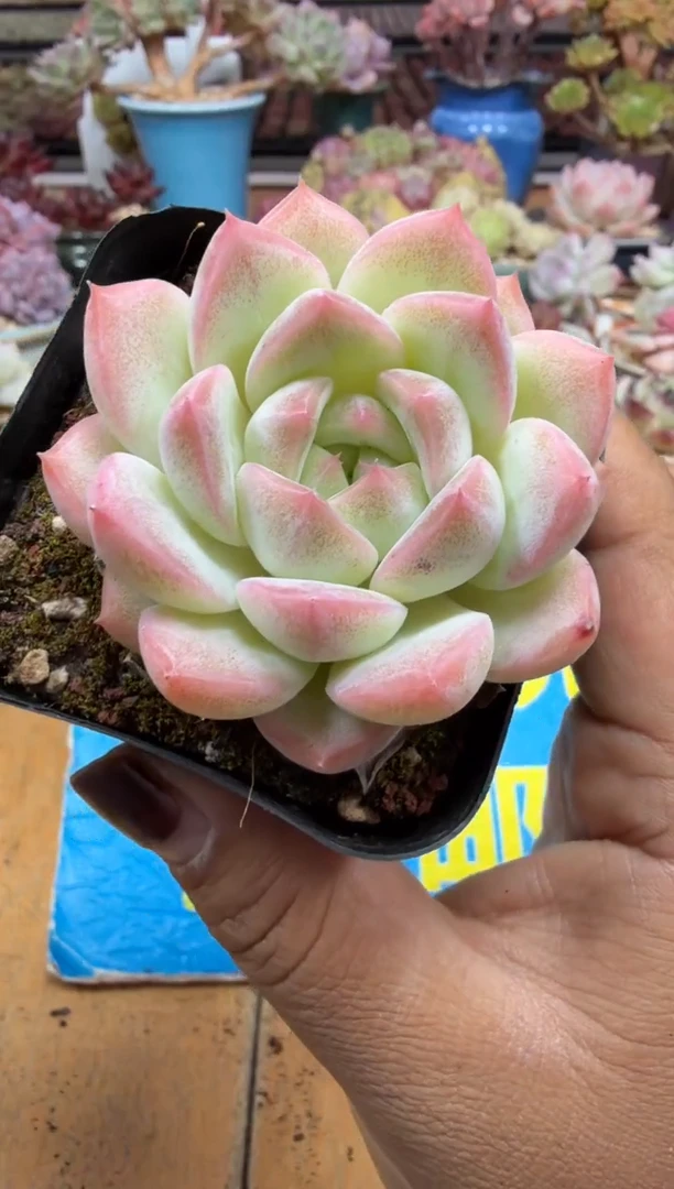 东云多肉园二店-569