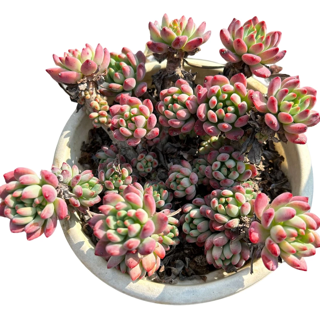 老桩蓝苹果脱土 多肉植物室内绿植净化空气