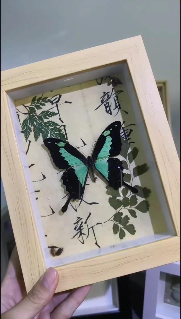真蝴蝶标本摆件一物一拍