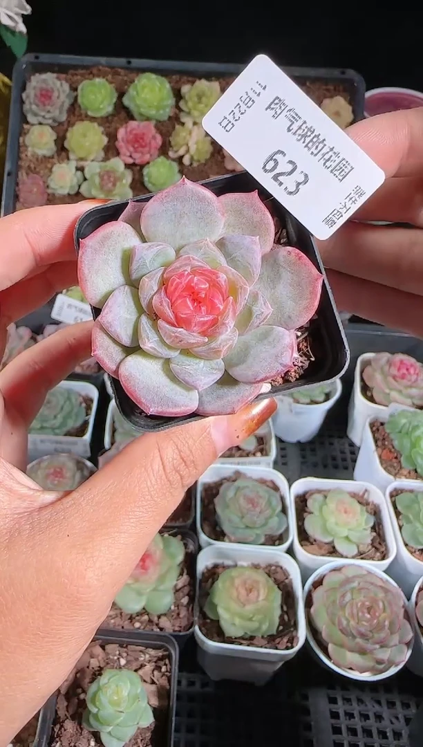 1122-623寒酥群生不包整