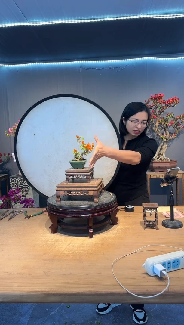 【闪购商品】心叶  绿叶橙