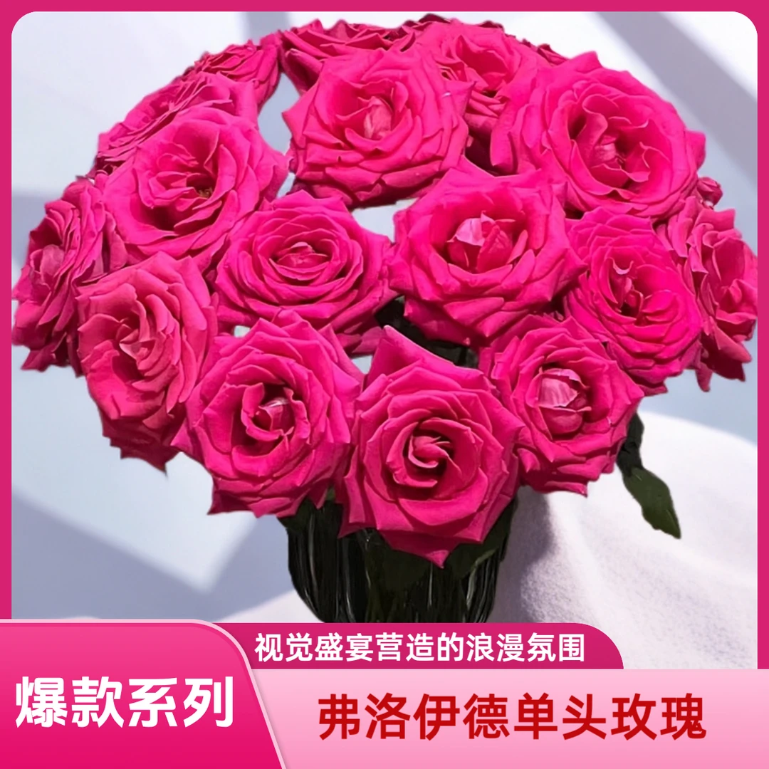 【AAA级弗洛伊德单头玫瑰】梦境中的艳丽魅惑，浪漫的厄瓜多尔玫瑰